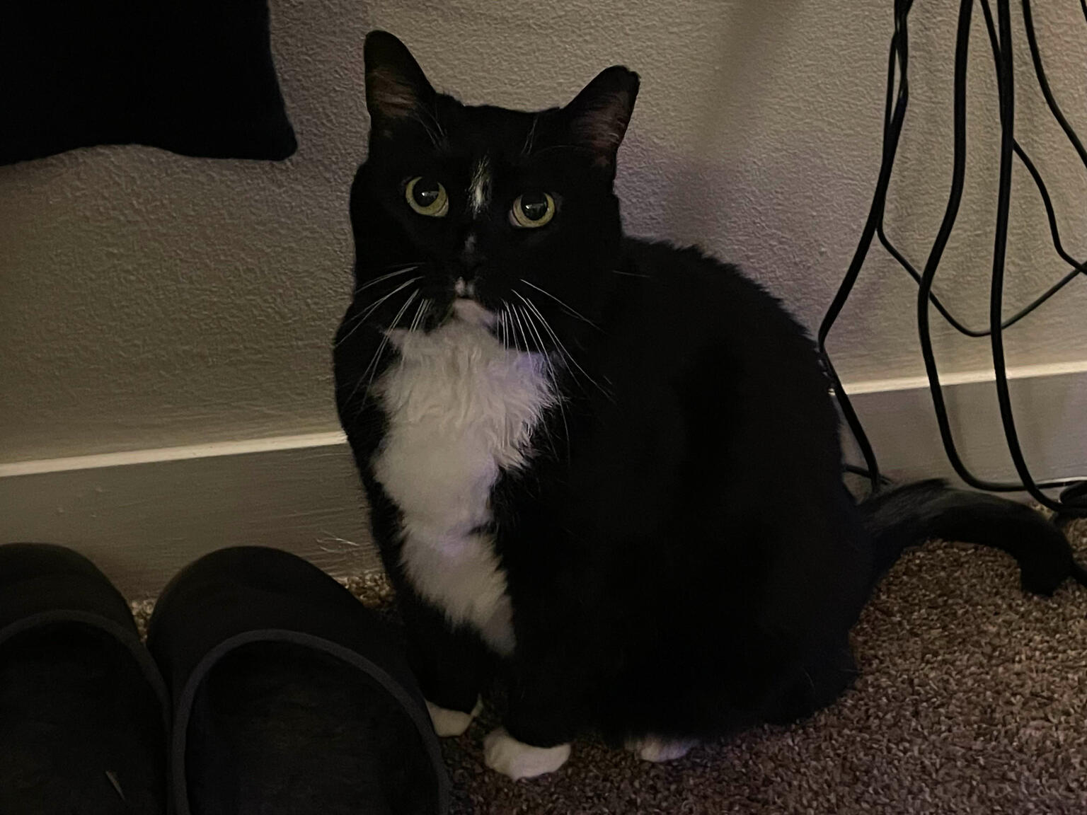 Pepper